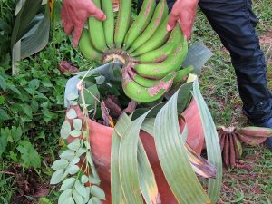 Banana