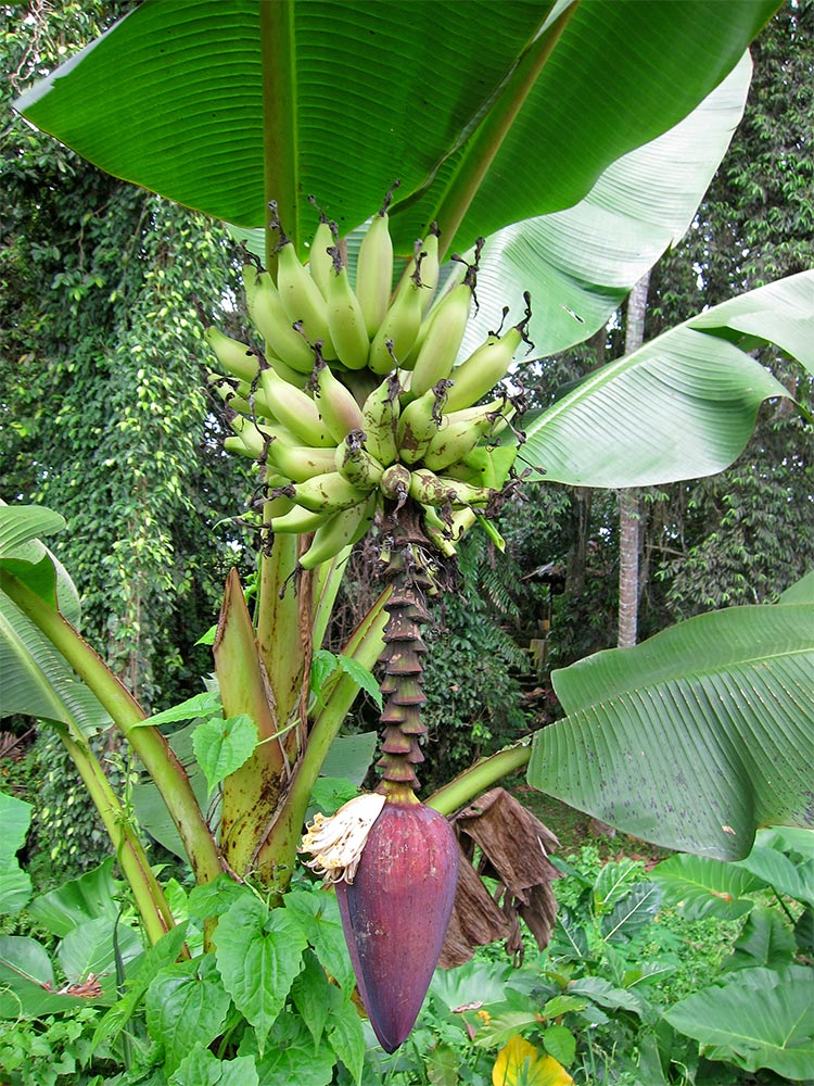 The red heart shaped piece under the bananas is the flower.