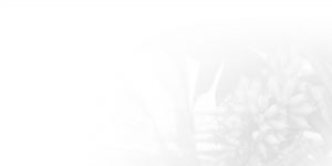 bali-silent-retreat-banana-bw