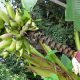 Banana flower