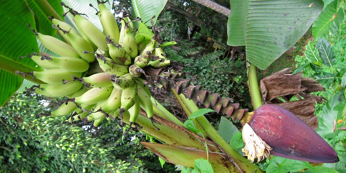 Banana flower