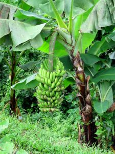 Banana tree