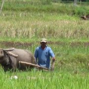 Buffalo harvest