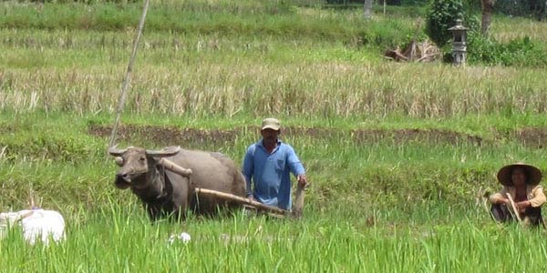 Buffalo harvest