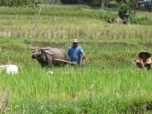 Preparing to plant rice, with the Balinese Water Buffalo