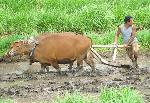 Buffalo melasah