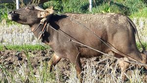 Bufy pulling plough