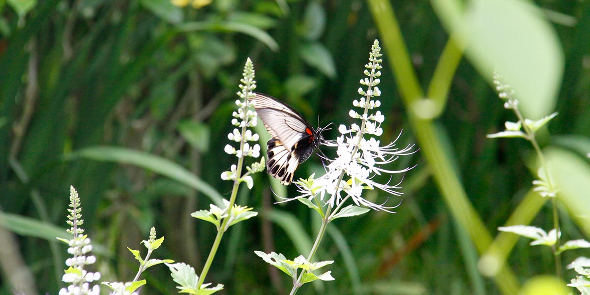 Butterfly on kumins kucing