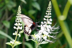 Butterfly on kumins kucing