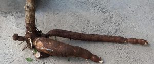 Cassava root