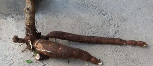 Cassava root
