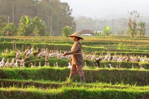 Ducks after harvest
