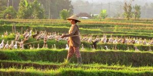 Ducks after harvest
