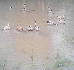 Ducks belang kulang