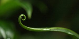 Fern tip