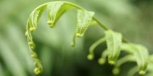 Bali Silent Retreat - Fern tip