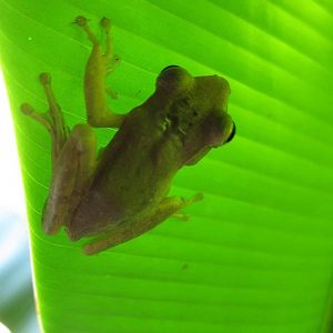 Tree frog
