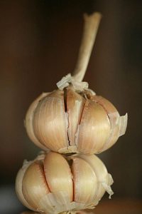 Garlic