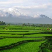 Green terraces with mountains and clouds