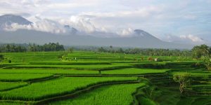 Green terraces with mountains and clouds