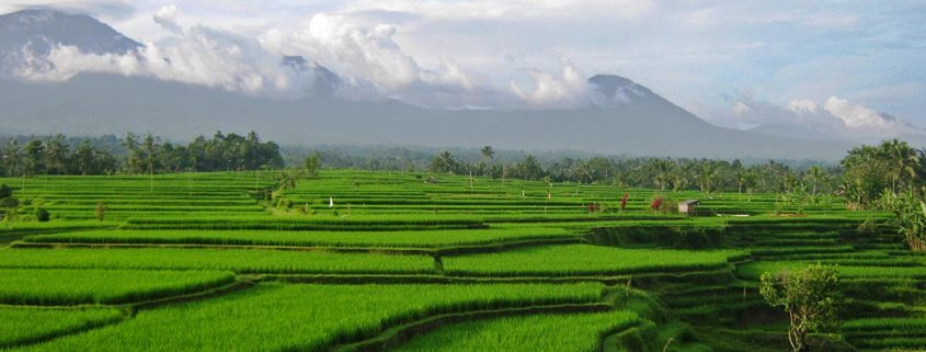 Green terraces with mountains and clouds