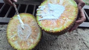 Jackfruit