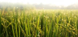 Bali Silent Retreat - Morning dew
