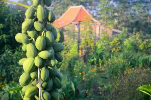 Papaya