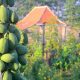 Papaya in the garden