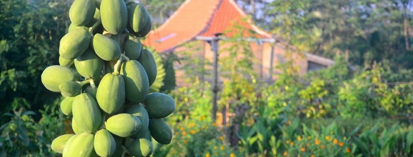 Papaya in the garden