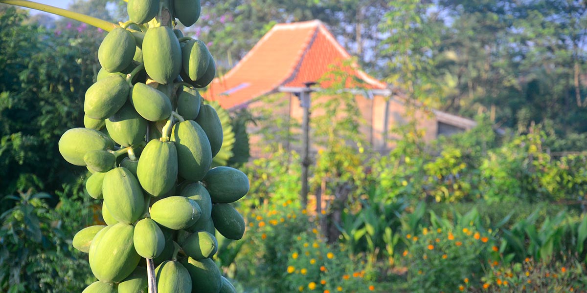 Papaya in the garden