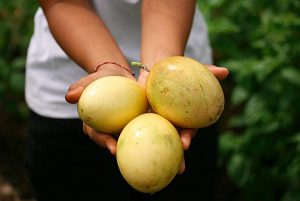 Passion fruit