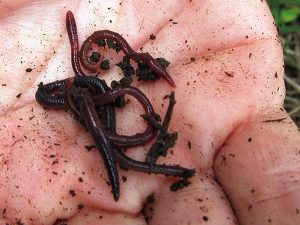 Worms love to eat cardboard and produce great liquid for spraying on orchids.