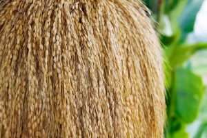 Rice harvest