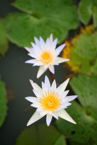 Water lilies