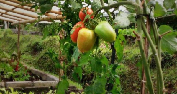 Bali Silent Retreat - Mrs.SSSSS - Tomat Super Strong Self Sustaining Seedlings Tomatoes