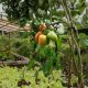Bali Silent Retreat - Mrs.SSSSS - Tomat Super Strong Self Sustaining Seedlings Tomatoes