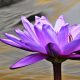 Water Lily