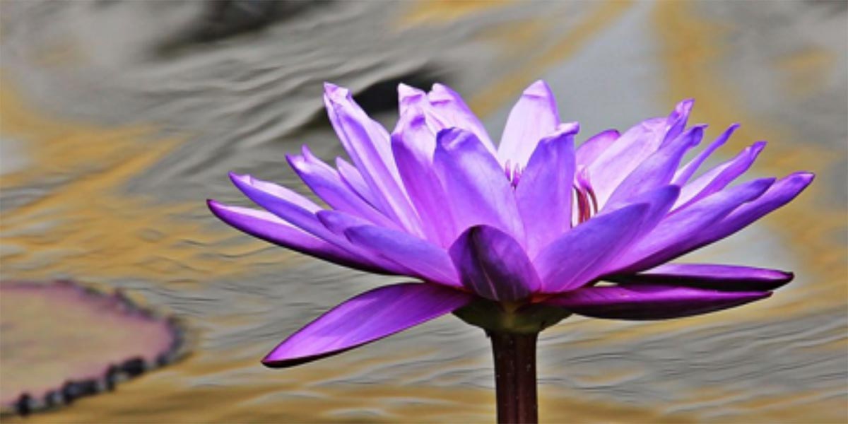 Water Lily