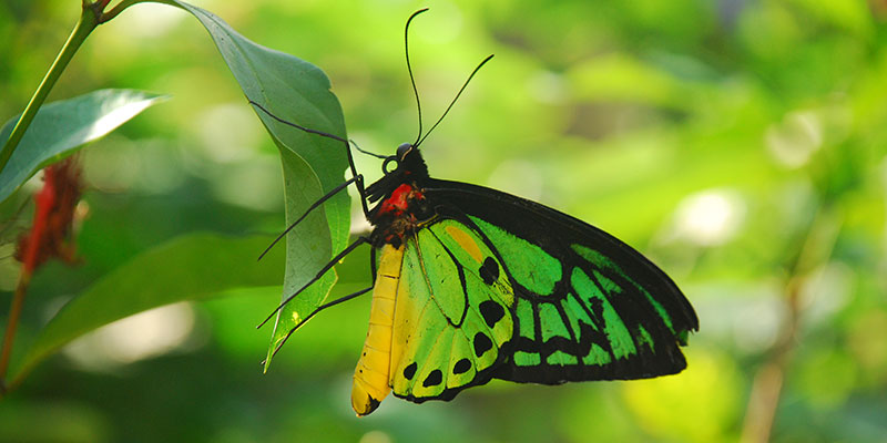 Green butterfly